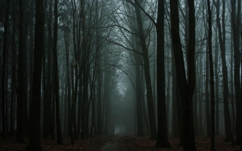 Create meme: scary forest background, dark forest in the fog, dark forest background