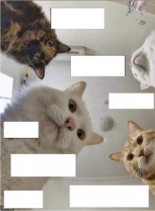 Create meme: katamatite, Cat