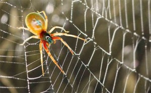 Create meme: spider spider, a spider spinning a web, spiders