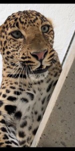 Create meme: the Amur leopard, leopard