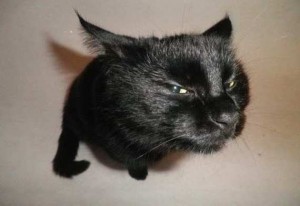 Create meme: suspicious cat photo, cat suspects, cat