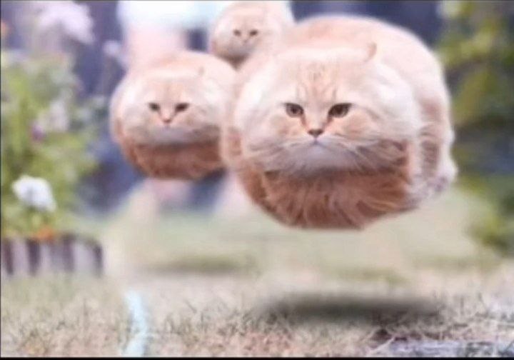 Создать мем: кот круглый, круглый кот летит, летающий кот мем