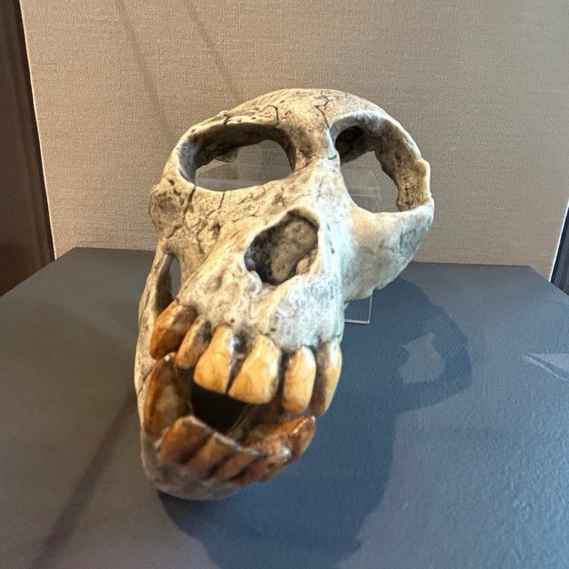 Create meme: the skull of the gracile Australopithecus, Homo ergaster skull, Australopithecus sediba