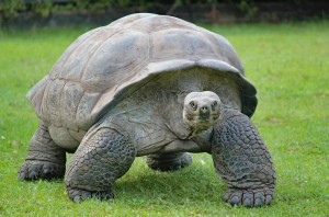 Создать мем: слоновая черепаха, spur thighed tortoise, сухопутная черепаха