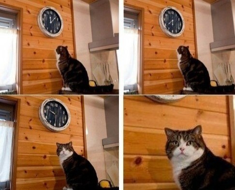 Create meme: the cat looks at his watch, meme cat time, and watch cat meme