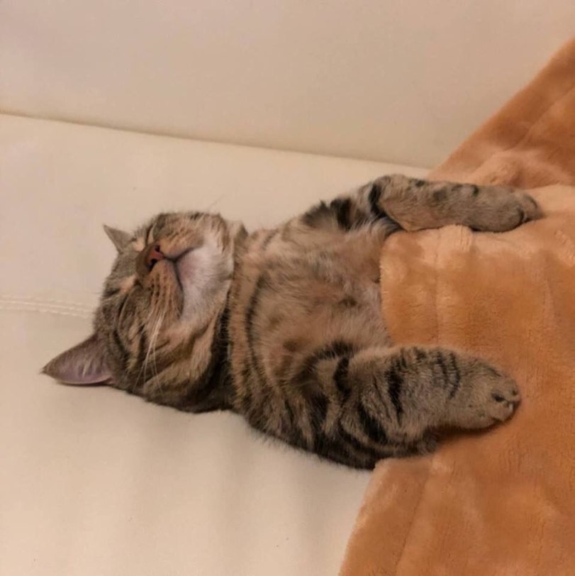 Create meme &quot;sleepy cat, cat , cat &quot; - Pictures - Meme-arsenal.com