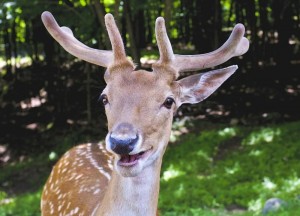 Create meme: Sika deer, red deer, deer