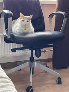Create meme: chair, Pets, computer chair