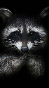 Create meme: enotice, raccoon art, raccoon