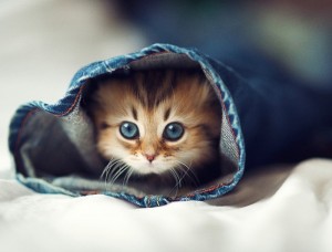 Create meme: cute animal, the cutest kitten in the world, cute cats