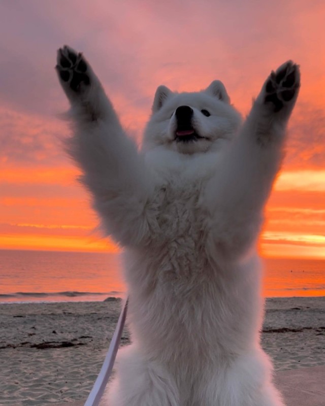 Create meme: dog Samoyed, Samoyed husky, animals cute