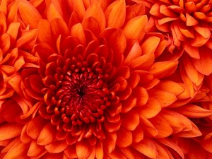 Создать мем: астра оранжевая, цветы, хризантемы цветы