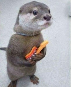 Create meme: otter, otter, Animal