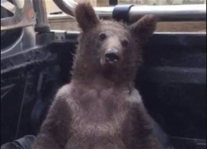 Create meme: bear bear, bear