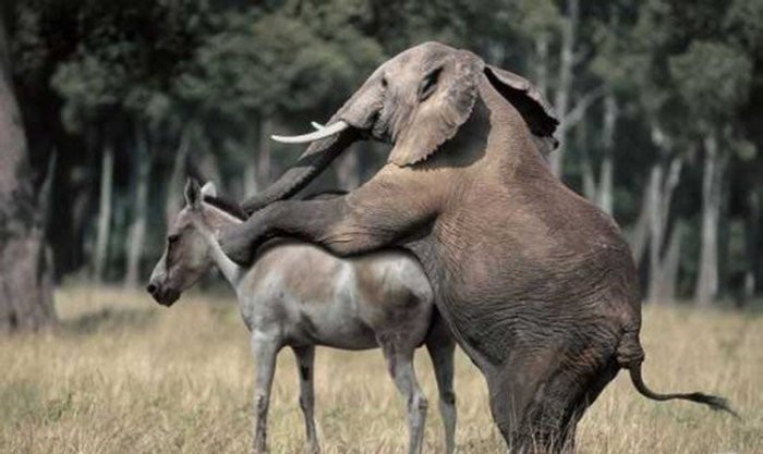 Создать мем: слон спаривается с носорогом, слоны совокупляются