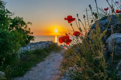 Create meme: poppies at sunset, morning sea sun, flowers 
