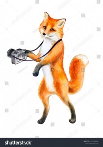 Create meme: chanterelle, watercolor Fox, Fox illustration