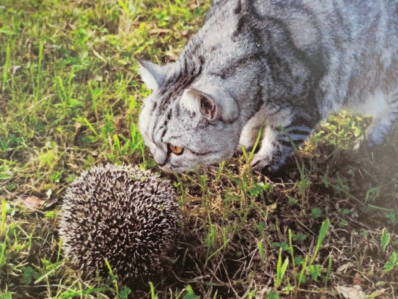 Create meme: Hedgehog in the field, hedgehog hedgehogs, wild hedgehog