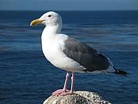 Create meme: seagull cormorant albatross, Seagull , Seagull