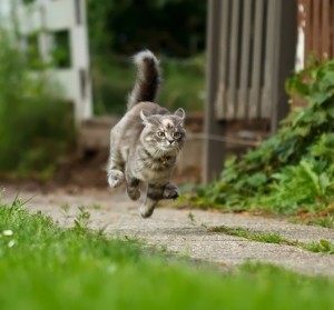 Создать мем: кот, серый кот идет, коты