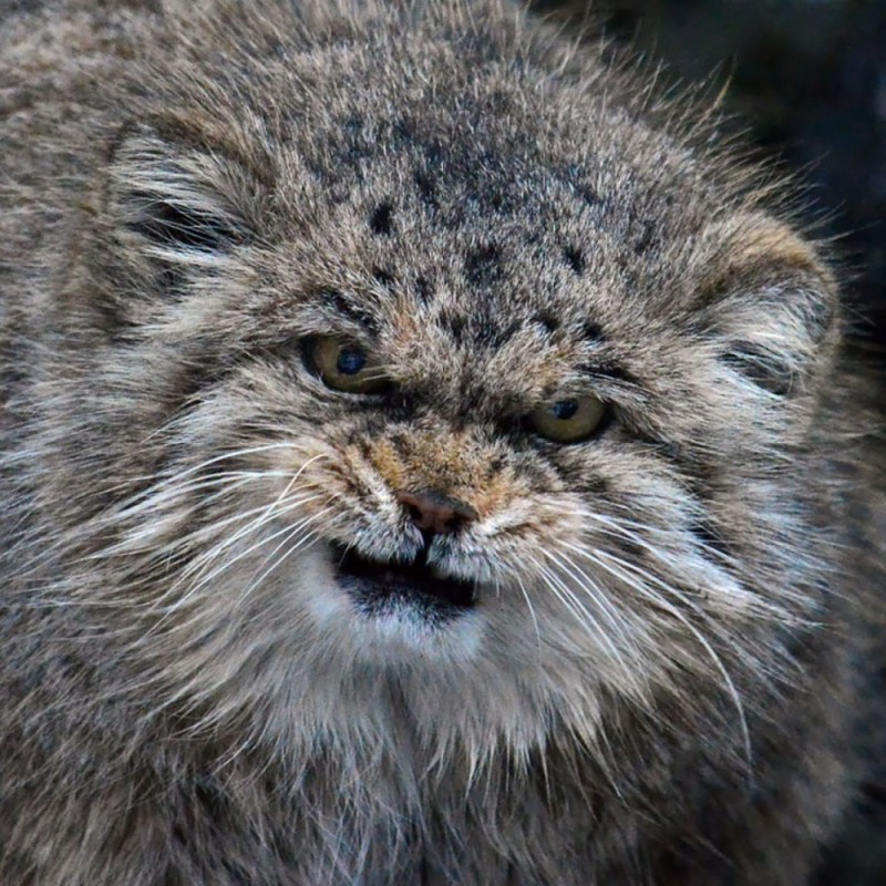 Create meme: wild Pallas cat, angry manul, wild cat manul