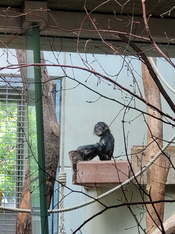 Создать мем: макак львинохвостый в московском зоопарке, обезьяна, карликовая обезьяна