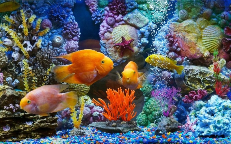 Создать мем: рыбки красивые, рыбы кораллового рифа, красивые аквариумные рыбки