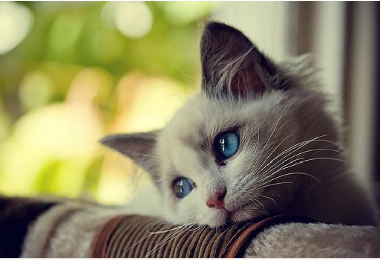 Create meme: a very sad kitty, a bored cat, sad cat