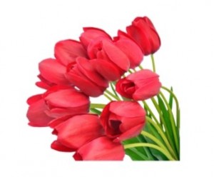 Create meme: Flowers, flowers tulips, red tulips