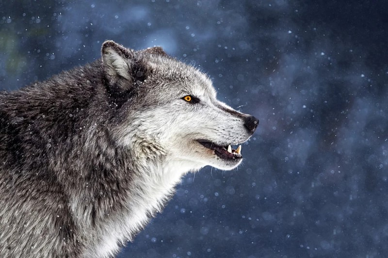 Создать мем: одинокий волк, красивый волк, серый волк