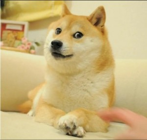 Create meme: Shiba inu doggie, the breed is Shiba inu