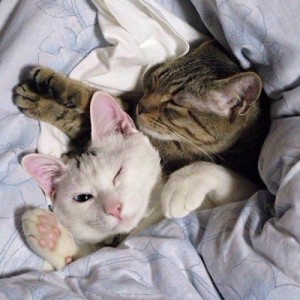 Create meme: animal tenderness, cat, in bed