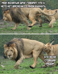 Create meme: lion home lion, lions fighting, Leo