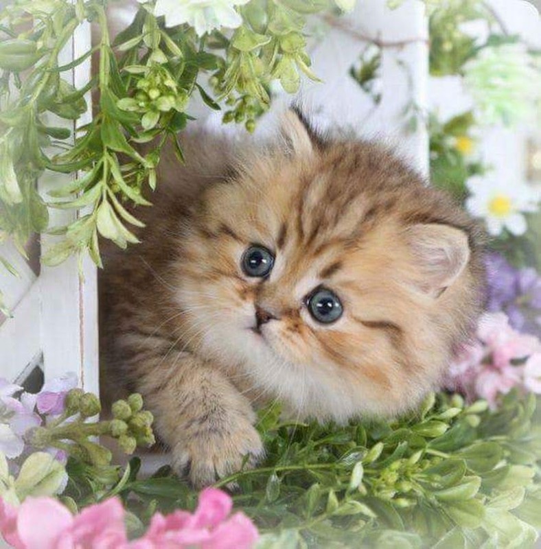 Create meme: beautiful kitten, animals cute, fluffy kitten