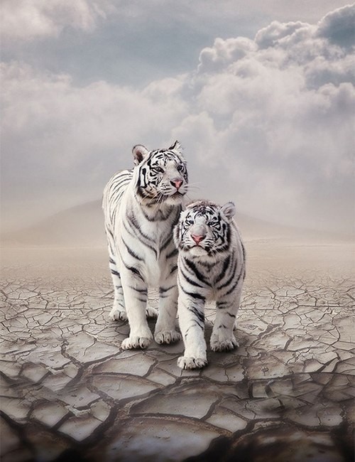 Tiger Wallpaper 4K Big cat Wild animal Forest 7205