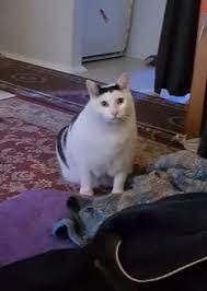 Создать мем: толстый белый кот, кот жирный, толстый кот мем