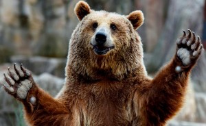 Create meme: grizzly bear, brown bear, bear waving his paw