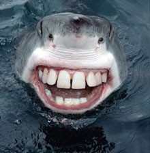 Create meme: shark, tooth, shark teeth