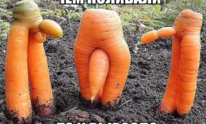 Создать мем: морковка, чем поливали то и выросло, морковь