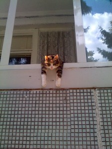 Создать мем: балкон и кот юмор, на балконе, любопытство