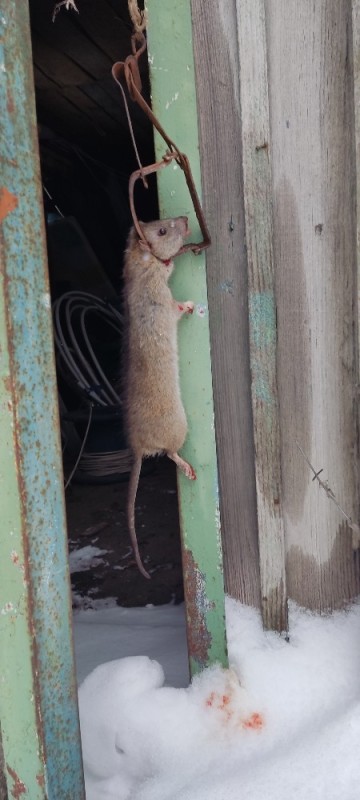 Create meme: The prickly rat, rat Pasyuk, big rat