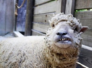 Create meme: sheep sheep, woman, dangerous disease
