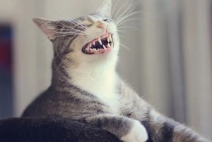 Создать мем: смешные коты, зевающий котик, коты ржут