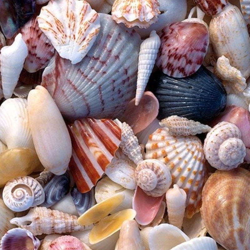 Create meme: seashell, seashells marine, seashell sea