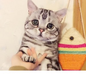 Create meme: sad, kucing, a cat