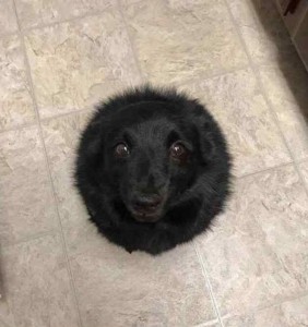 Create meme: dog, dog black hole