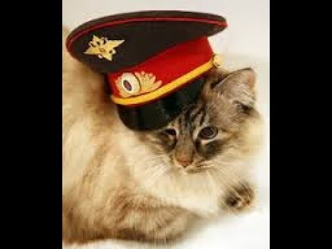 Create meme: the cat in the cap, cat military cap, souvenir police cap