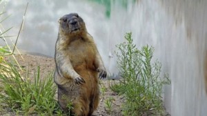 Create meme: baybak pictures, steppe marmot bobac, gopher baybak