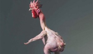 Create meme: plucked chicken, plucked rooster, bald chicken