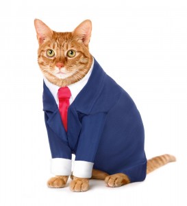 Создать мем: пугод кот, деловой кот, кот в костюме